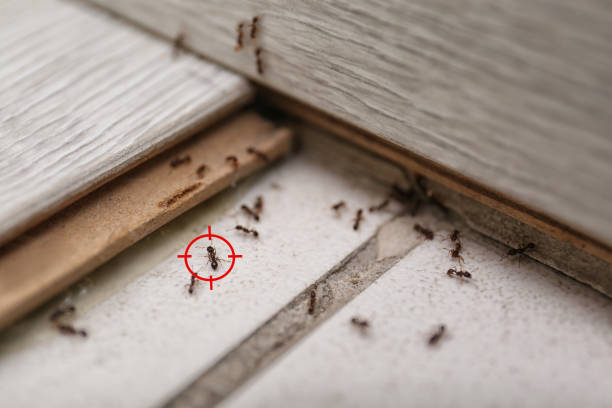 Best Wasp Removal Services  in Sterling City, TX