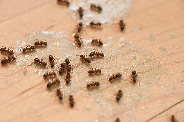 Best Ant Control Services  in Sterling City, TX