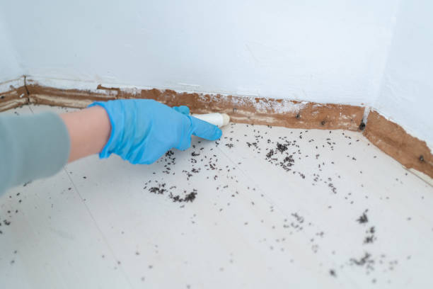 Best Pest Control for Homes  in Sterling City, TX